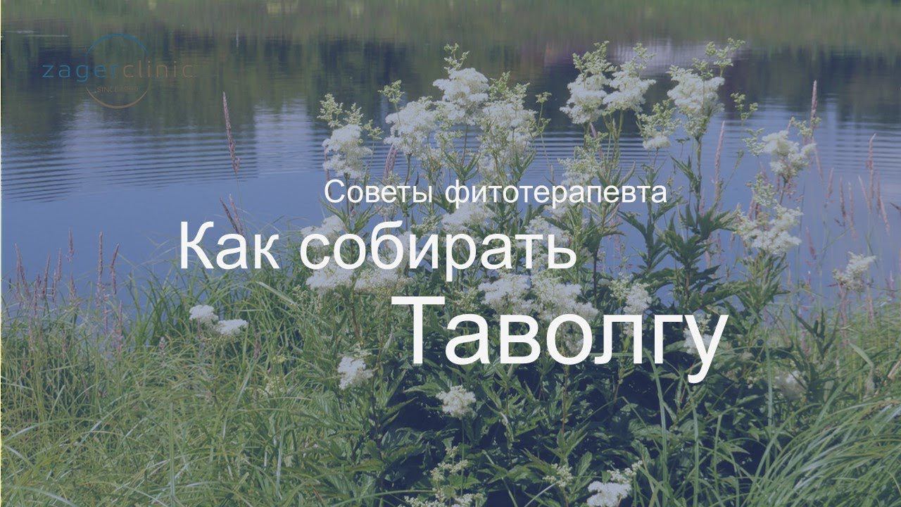 Как собирать таволгу смотреть онлайн