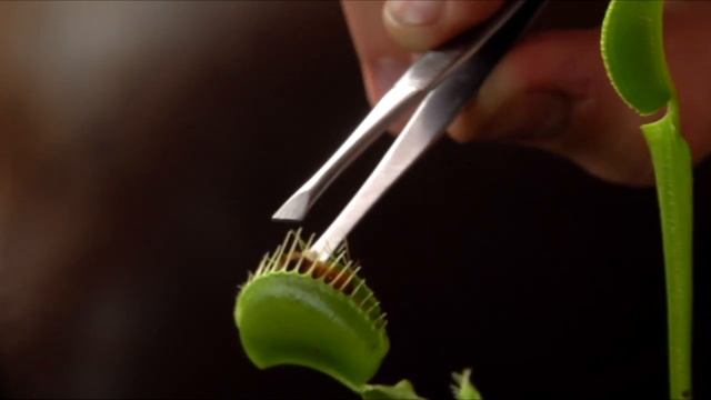 Венерина мухоловка ХИЩНОЕ РАСТЕНИЕ ловит насекомых своими ловушками! БотаникLIVE смотреть онлайн