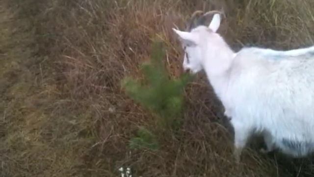 Белка ест сосну смотреть онлайн