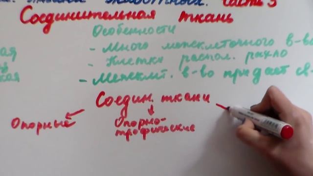 ТКАНИ ЖИВОТНЫХ И ЧЕЛОВЕКА (Часть 3. Соединительная ткань). смотреть онлайн