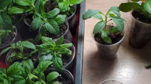 ГЕЛИОТРОП РАСТЁТ КАК НА ДРОЖЖАХ. ПРИЩИПКА И  УКОРЕНЕНИЕ ЧЕРЕНКОВ. ЛУЧШИЙ СПОСОБ РАЗМНОЖЕНИЯ .