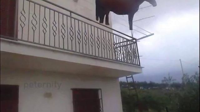 Juan. МЕМ С ЛОШАДЬЮ ИЗ ТИК ТОКА ЛОШАДЬ МЕМ