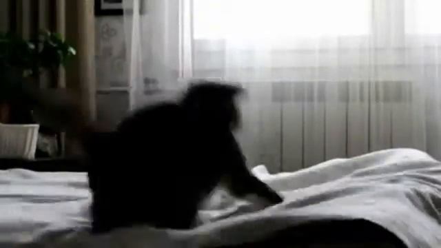 Кошка жжот под хардкор!! смотреть онлайн