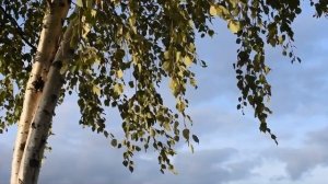 " Белая берёза. я тебя люблю "