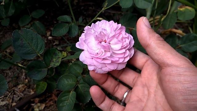 Florence Delattre rose review. смотреть онлайн