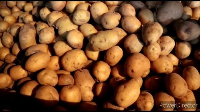 Ով Աշխատի Նա Կուտի -Заготовки В Подвале-Как Встречают Зиму В Шамшадине-Շամշադինի Համը смотреть онлайн