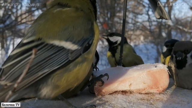 Птички лапками еду и других птичек трогают без смс и регистрации. смотреть онлайн