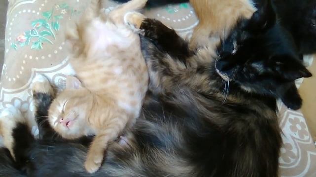 Прикольные сны котенка! смотреть онлайн
