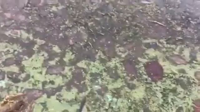 Варя отпускает раков в Днепр смотреть онлайн
