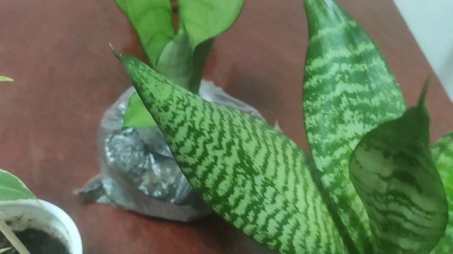 Комнатные растения и счастливое завершение моей вчерашней грустной истории... смотреть онлайн