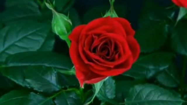 Самое красивое видео,как раскрывается роза!!! HD смотреть онлайн
