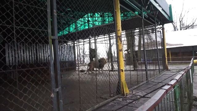 Рык льва в Витебском зоопарке. смотреть онлайн