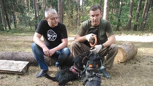 Ягдтерьеры. Общение с заводчиком. смотреть онлайн