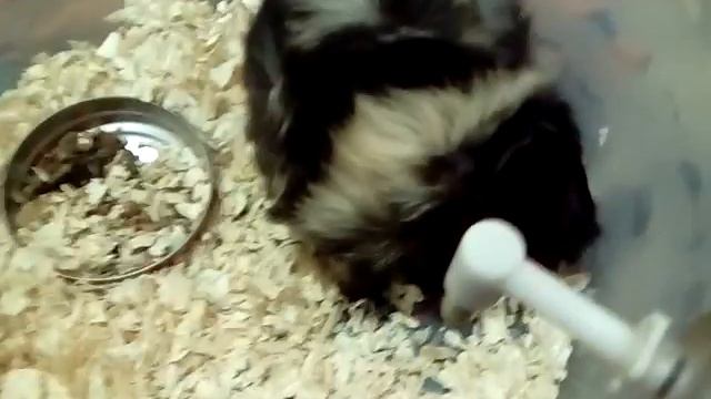 Вечер морских свинок. Как чувствуют себя больные? смотреть онлайн