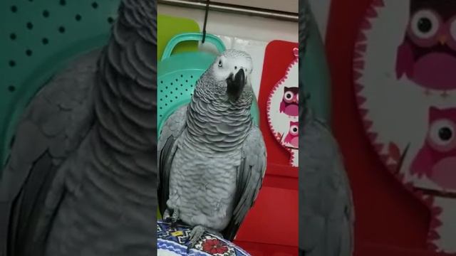 Душа поет и Вас настраивает!.. смотреть онлайн