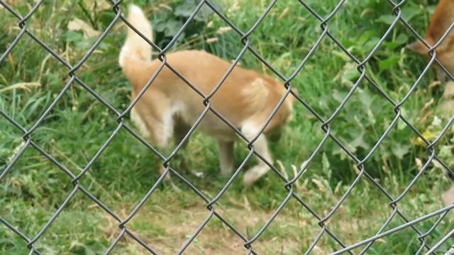 Новогвинейская поющая собака, животные Австралии, поющая собака смотреть онлайн