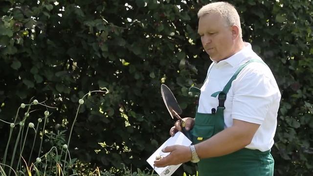 Как вырастить крупный чеснок смотреть онлайн