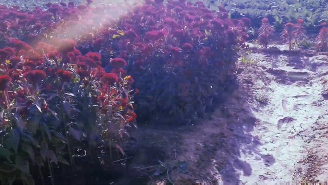 Majra Nursery Flowers 💐Petunia flowers. смотреть онлайн