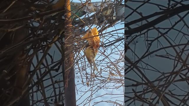 Синичка, подкормка зимой смотреть онлайн