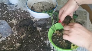 Монстера Адансона и Манки Макс.