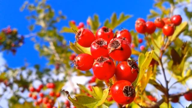 Autumn Colours with Samsung S5610 (Camera Test) смотреть онлайн