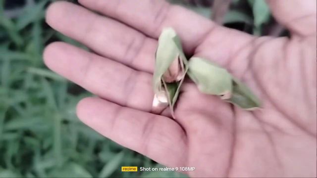 How to collect gladiolus seeds|gladiolus seed pods#harvesting gladiolus seeds #garden смотреть онлайн