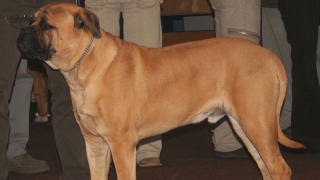 Bullmastiff - Raza de Perro смотреть онлайн