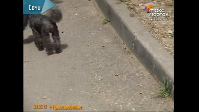 В Сочи вновь рубят деревья