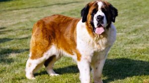 Сенбернар против Ньюфаундленда - Кто победит? Senbernar against Newfoundland Versus.