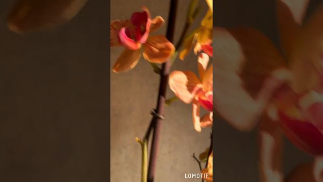 Моя первая орхидея бабочка ❤ смотреть онлайн