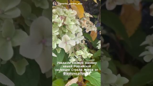 4 из коллекции гортензия «Стрела Амура» от питомника Лесково,автор сорта Татьяна Васильевна Смирнов смотреть онлайн