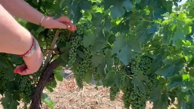 Зелен гроздобер в Бургозоне - Green Harvest In Burgozone