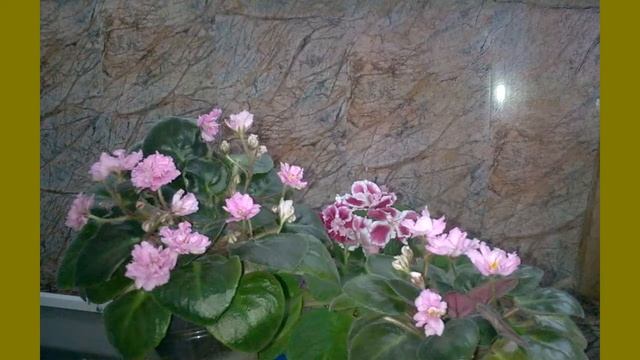 Освещение, фитосвет. ФАРы для фиалки! смотреть онлайн