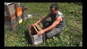 Паливода. Как перевести семью на 145 рамку (рогатый улей).