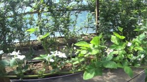 Ежевика Бжезина в теплице - цветение на второй год после посадки.