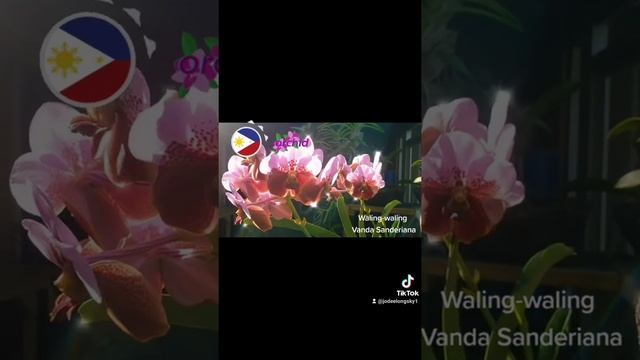 Waling-waling (Vanda sanderiana): The Queen of Philippine Orchids... смотреть онлайн