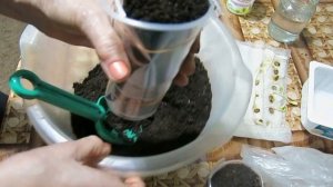 МОМОРДИКА -2. Сажаем пророщенные семена  в  удобные стаканчики .  Momordica. Sadim germinated seeds