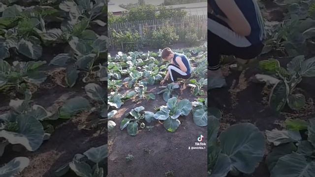 знаменитая свекровь с Тик тока