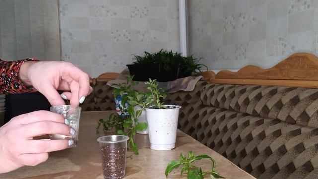 Зимнее черенкование вегетативной немезии смотреть онлайн