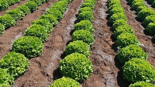 Салат Батавия от Семенис, в Турции. смотреть онлайн