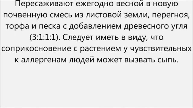 Стрептокарпус уход смотреть онлайн