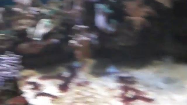 Рыбки - Ленинградский зоопарк смотреть онлайн