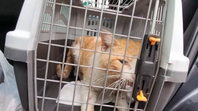 Рыжика выписали из больницы, я привез его в приют! смотреть онлайн