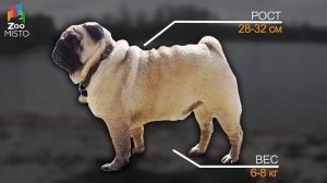 Мопс   Все о породе собаки   Собака породы Мопс