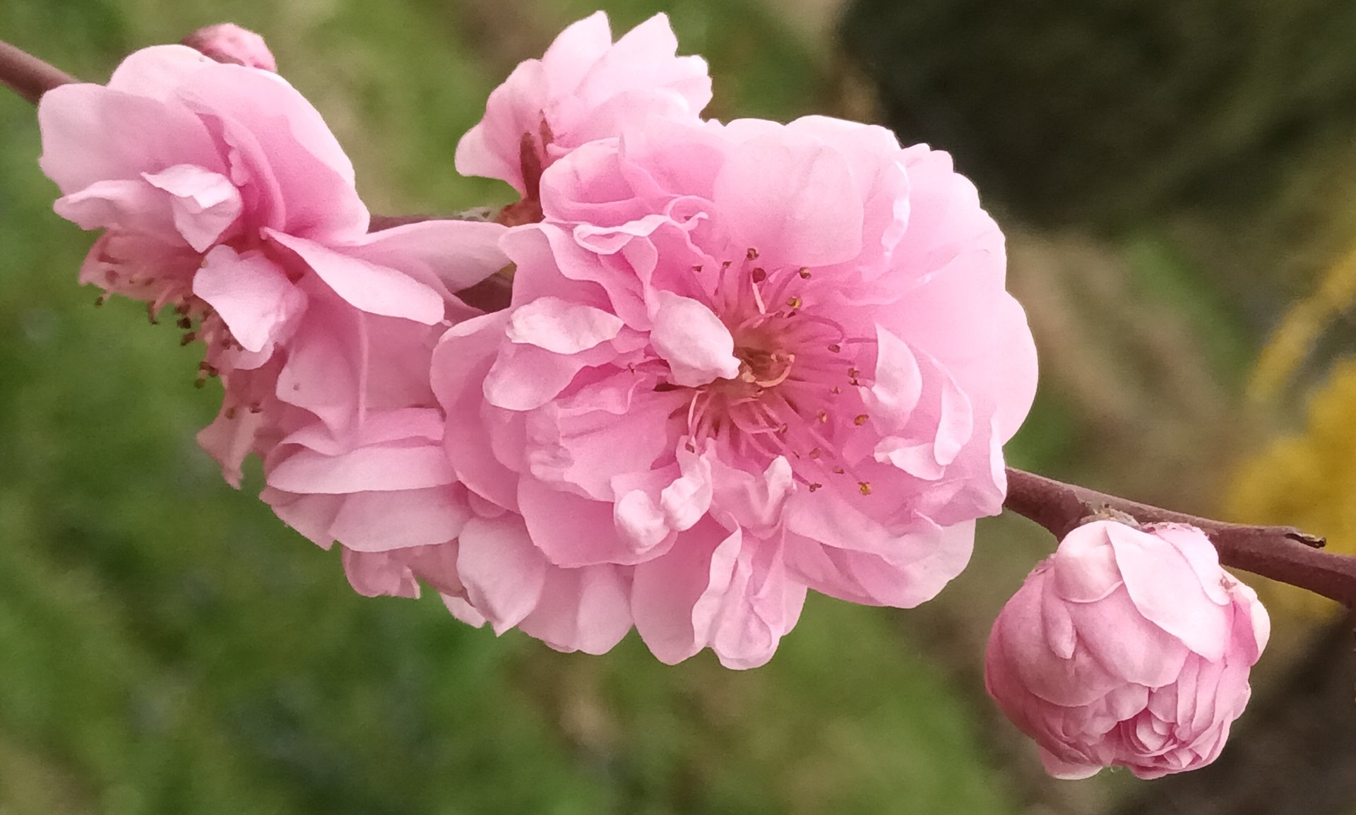 Цветение персика "Таофлора Пинк" смотреть онлайн