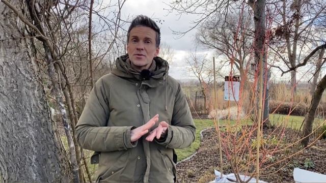 Planting Cornus 'Midwinter Fire'. Planting Dogwood. Winter Interest In The Garden. Baltic Gardening