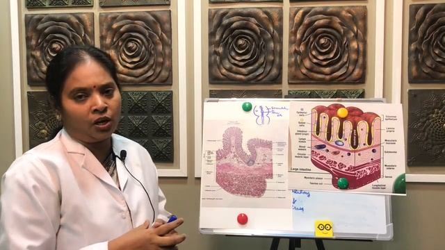 HISTOLOGY OF LARGE INTESTINE IN TAMIL/ENGLISH - GIT CLASS 5 смотреть онлайн