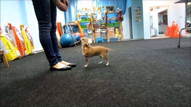 Янгер Инстинкт Оф Виктори, Пупсена, 7 мес смотреть онлайн