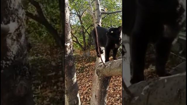 Надо,надо умываться по утрам и вечерам... смотреть онлайн