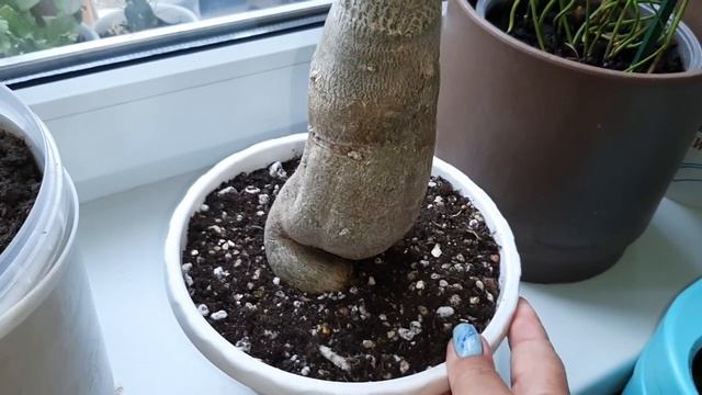 Я НЕ ВОЛШЕБНИК, Я ТОЛЬКО УЧУСЬ! Кактусы, адениум, адиантум. 13.09.2022. смотреть онлайн